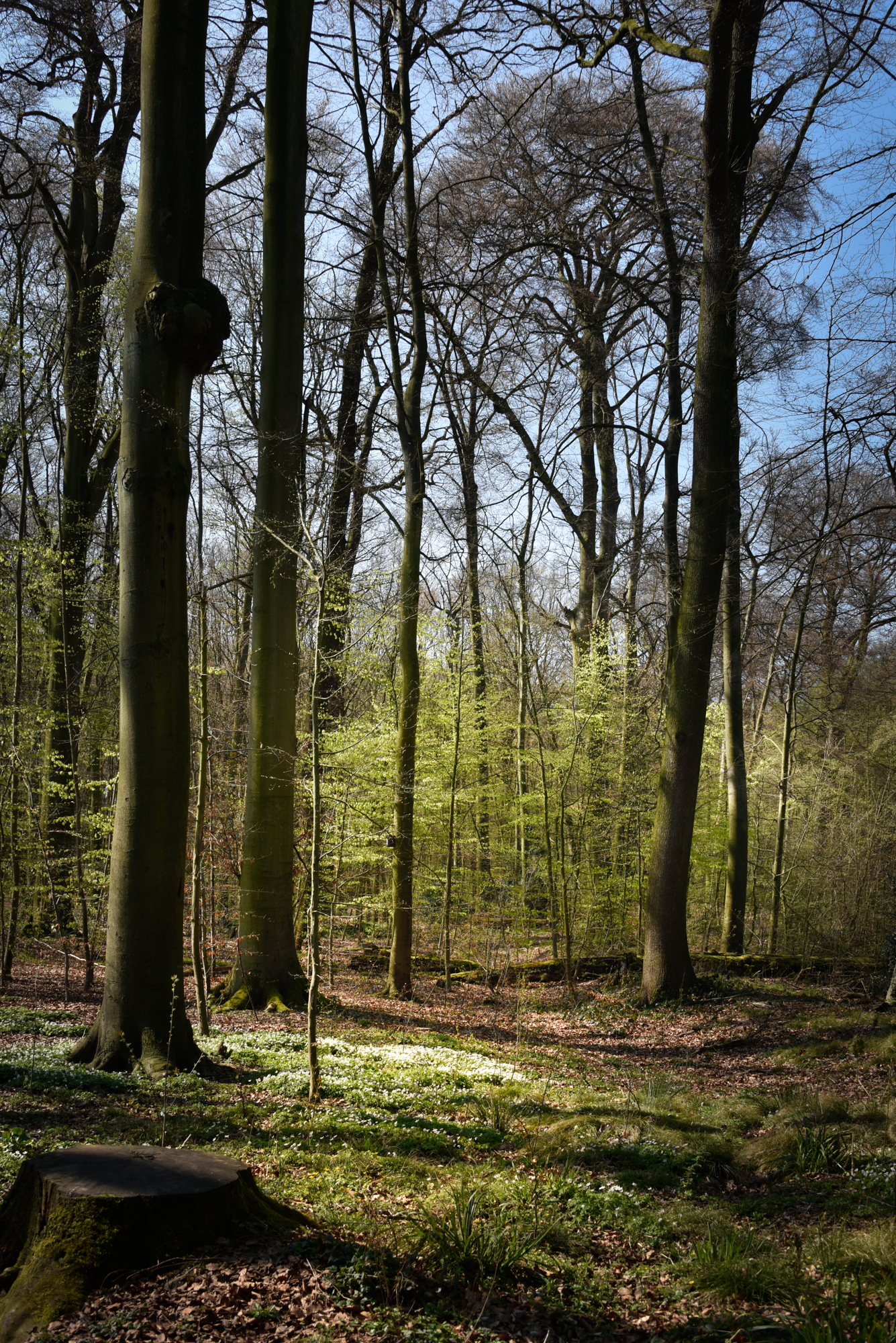 Beginnender Frühling im Jagdpark (Foto: Hardo Bruhns)